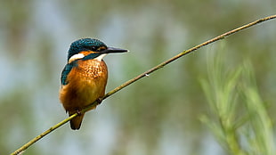 brown and black kingfisher, nature, animals, birds, kingfisher