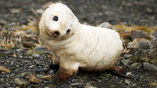 white animal, nature, animals, seals, baby animals