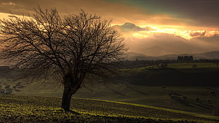 brown tree, trees, mist, nature, landscape