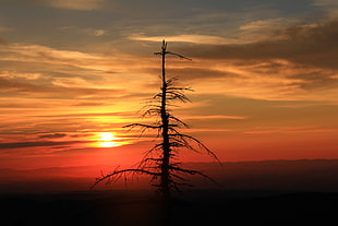 silhouette tree