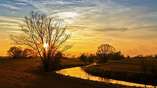 bare trees, sunset, Sun, sky, landscape