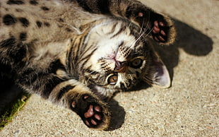 gray tabby cat lying on gray carpet