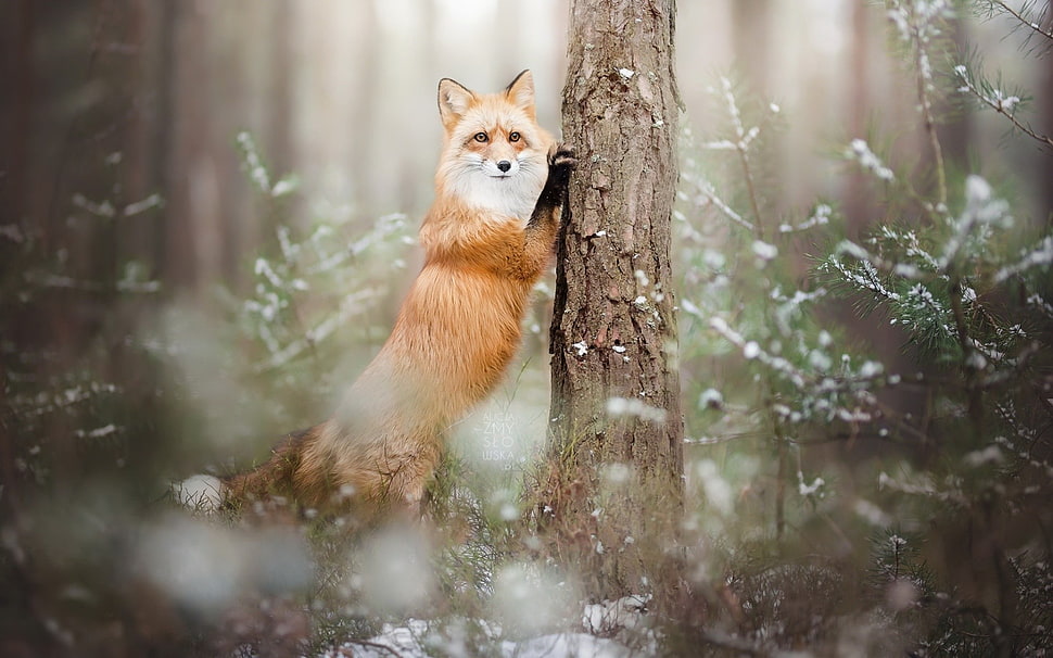 brown fox, fox, nature, animals HD wallpaper