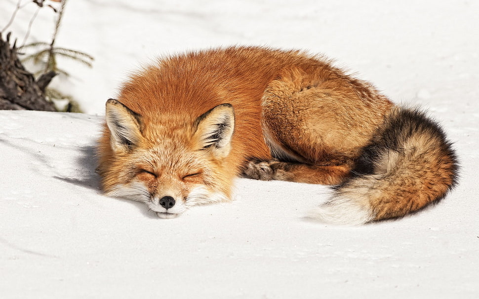 sleeping brown fox HD wallpaper