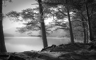 trees, nature, landscape, lake, trees