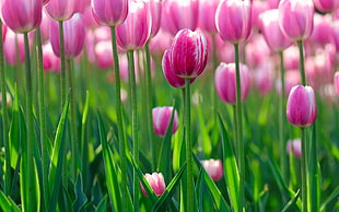 shallow focus photography of purple Tulips