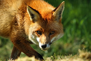 photo of red fox