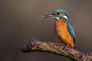 brown, and blue feather short beak bird, kingfisher