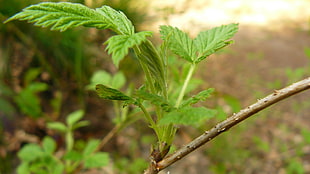 green leaf plant with green leaf, macro HD wallpaper