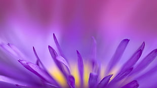 shallow focus photography of purple flower