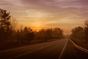 sepia photography of road between trees