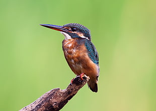 blue and brown kingfisher