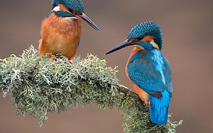 two medium-beaked teal-and-beige birds, kingfisher, birds, branch, animals