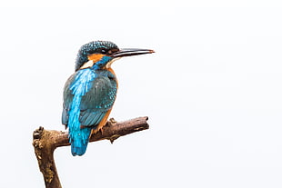 blue and brown bird on branch