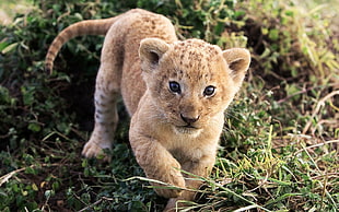 brown leopard, animals, baby animals, lion