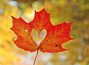 orange maple leaf HD wallpaper