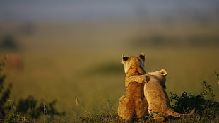 lioness, animals, baby animals, lion, nature