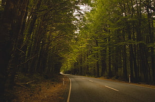 green leaf tree, trees, road, Milford Sound, New Zealand