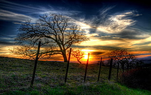 bare trees under cloudy sky during daytime