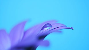 shallow focus photography of purple flowers