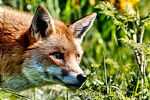 selective focus photography of a fox in the forest