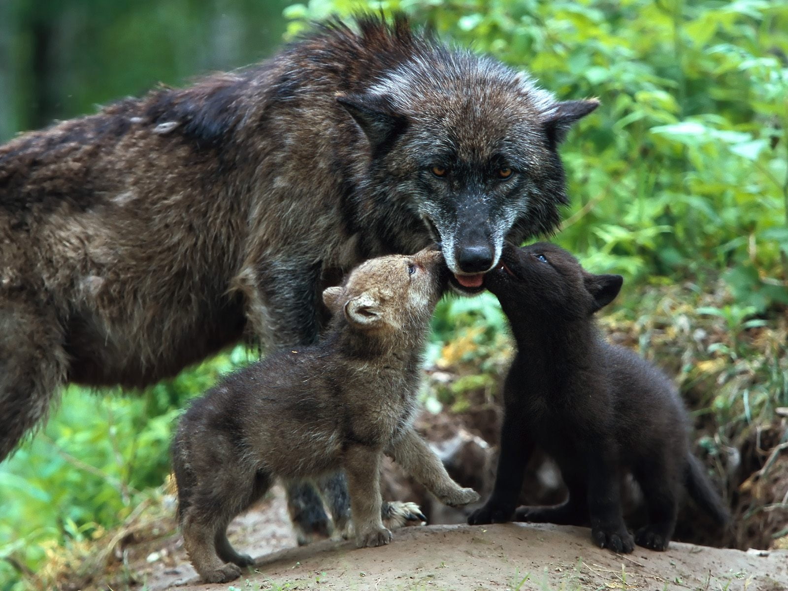 1920x1080 resolution | Wolf and two cubs cuddling HD wallpaper ... image.