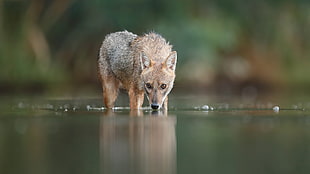 brown and black short-coated dog, fox, animals, nature