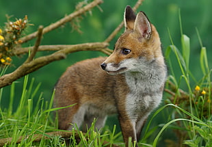 Red Fox photo