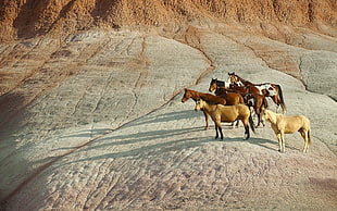 five brown horses standing under the sung light