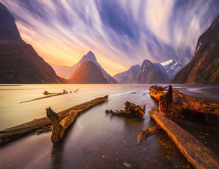 brown wooden table with chairs, landscape, nature, New Zealand, dead trees