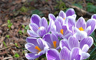 shallow focus photography of purple flowers