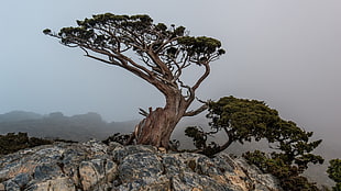 brown tree, nature, trees, landscape