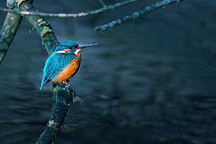 King Fisher fish, branch, water, birds, kingfisher