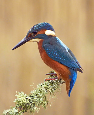 untitled, kingfisher