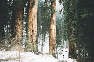 brown tree, winter, landscape, trees, nature