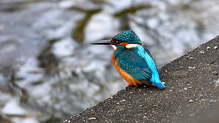 photo of blue hummingbird during daytime, kingfisher