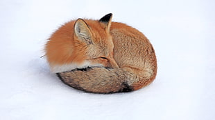 sleeping red fox