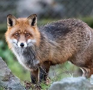 brown and black fox focus photography