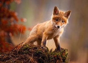 brown fox, animals, fox