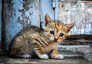 brown kitten, animals, cat, baby animals