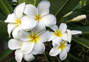 Plumeria,  Blossom,  Leaf,  Exotic HD wallpaper