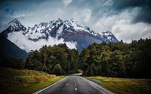 green leaf trees, road, New Zealand