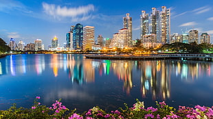 purple flowers, Thailand, Bangkok, reflection, flowers