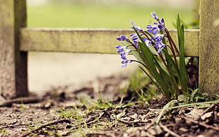 shallow focus photography of purple flowers