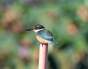 blue Kingfisher on white rod close up focus photo