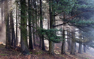 green trees, nature, landscape, trees, pine trees