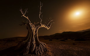 bald tree, trees, landscape, nature