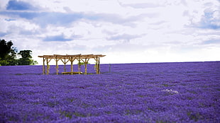 purple flower field during daytime