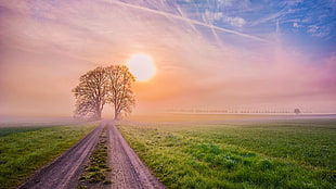 bare tree, landscape, nature, path, trees