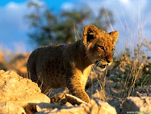 brown and black tabby cat, animals, nature, lion, baby animals